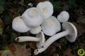 Hygrophorus cossus